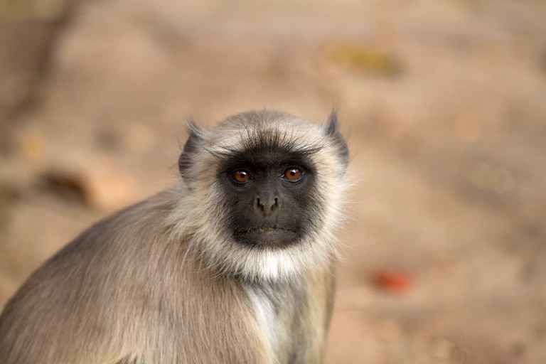 monkey_india_hanuman_langur_gray_langur_semnopithecus_grey_langur_langur_schlankaffe-1056378.jpg